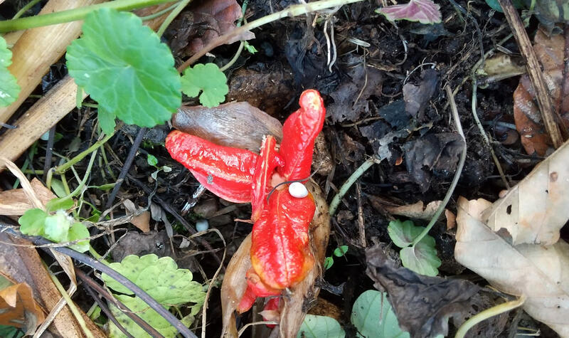 ミョウガの花のようです