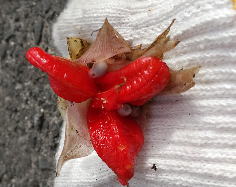 ミヨウガの実と種でした。